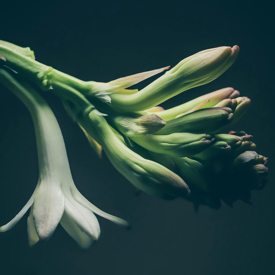 Tuberose - Image 2